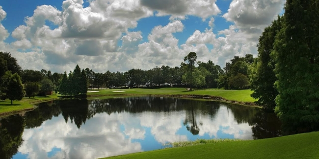 Winter Pines